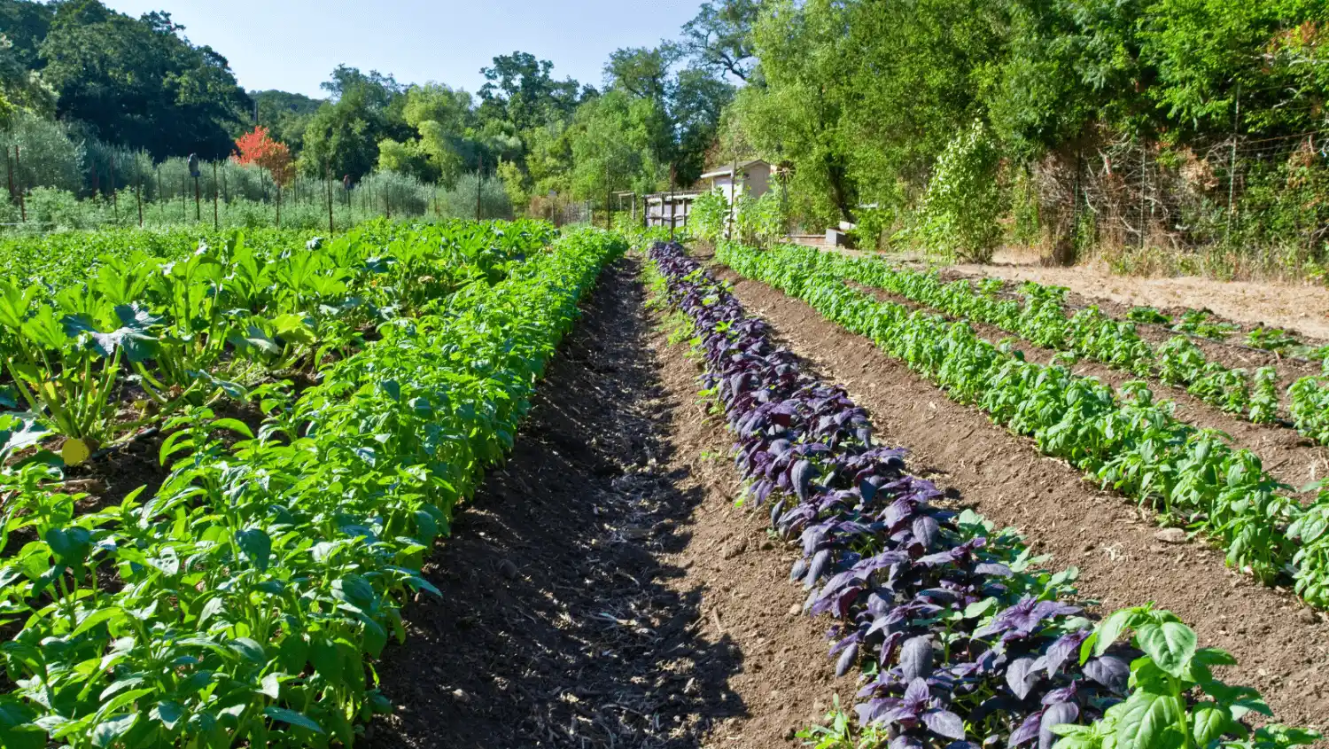 organic-farm1_11zon
